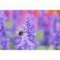 Sigma Art 105mm f/2.8 DG DN Macro for Sony E