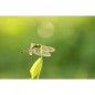 Sigma Art 105mm f/2.8 DG DN Macro for Sony E