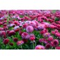 Sigma Art 30mm F1.4 DC HSM for Canon