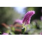Sigma Art 50-100mm F/1.8 DC HSM for Nikon