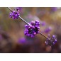 Sigma 16mm f/1.4 DC DN (C) for Sony E
