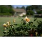 Panasonic Lumix G 25mm f/1.7 ASPH