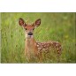 CANON RF 600mm f/11 IS STM