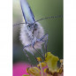 Laowa 100mm f/2.8 Ultra Macro for Sony E
