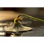 NIKKOR Z MC 105mm f/2.8 VR S Macro