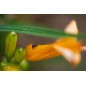 Sigma Art 70mm f/2.8 DG Macro for Sony E